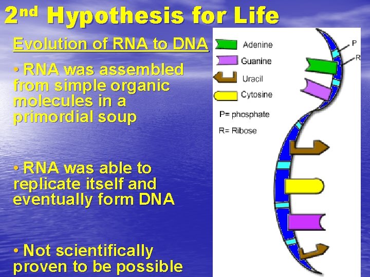 nd 2 Hypothesis for Life Evolution of RNA to DNA • RNA was assembled