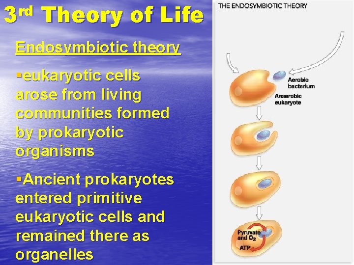 rd 3 Theory of Life Endosymbiotic theory §eukaryotic cells arose from living communities formed