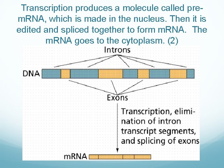 Transcription produces a molecule called prem. RNA, which is made in the nucleus. Then