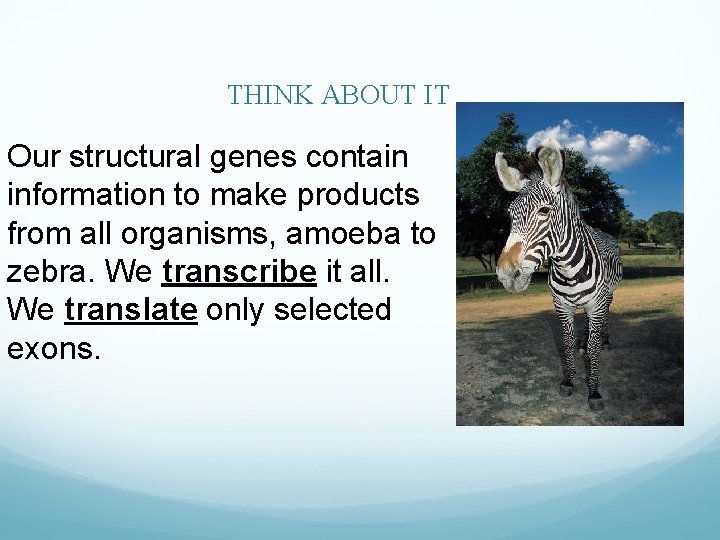 THINK ABOUT IT. . . Our structural genes contain information to make products from