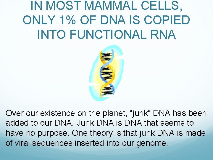 IN MOST MAMMAL CELLS, ONLY 1% OF DNA IS COPIED INTO FUNCTIONAL RNA Over