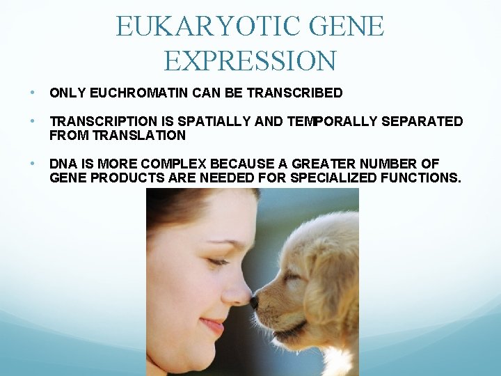 EUKARYOTIC GENE EXPRESSION • ONLY EUCHROMATIN CAN BE TRANSCRIBED • TRANSCRIPTION IS SPATIALLY AND