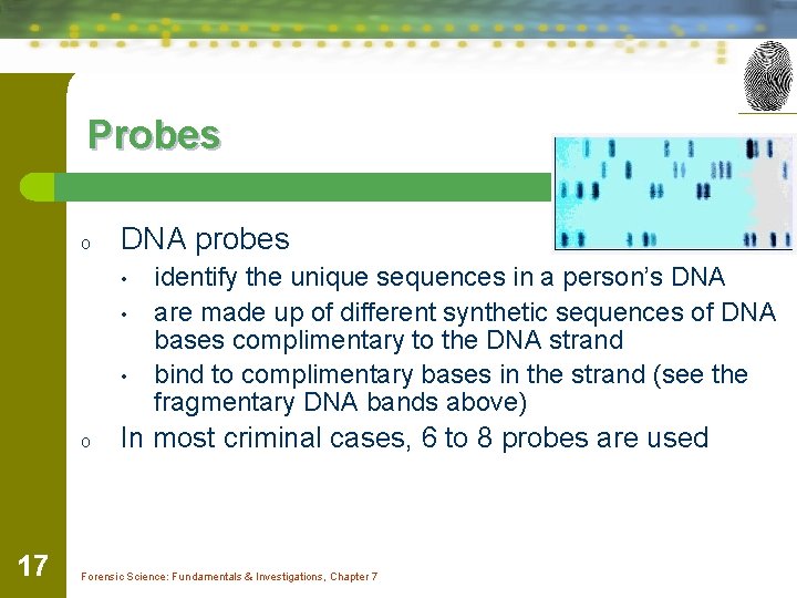 Probes o DNA probes • • • o 17 identify the unique sequences in