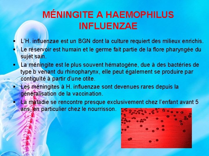 MÉNINGITE A HAEMOPHILUS INFLUENZAE § L’H. influenzae est un BGN dont la culture requiert