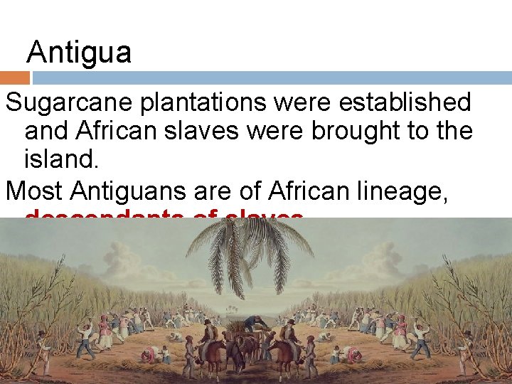 Antigua Sugarcane plantations were established and African slaves were brought to the island. Most