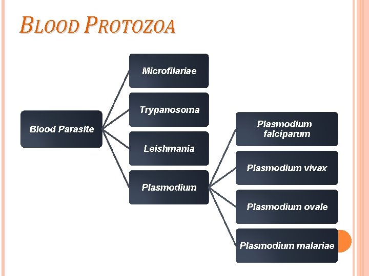 BLOOD PROTOZOA Microfilariae Trypanosoma Plasmodium falciparum Blood Parasite Leishmania Plasmodium vivax Plasmodium ovale Plasmodium