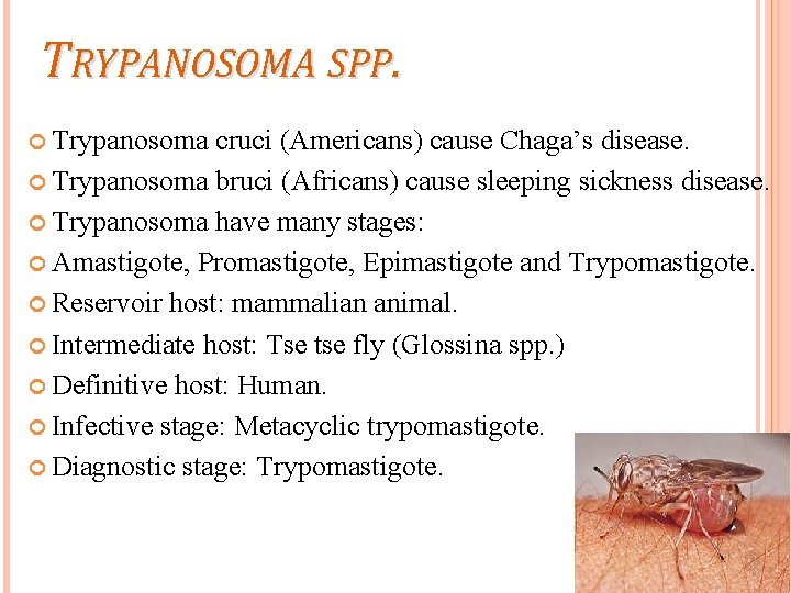 TRYPANOSOMA SPP. Trypanosoma cruci (Americans) cause Chaga’s disease. Trypanosoma bruci (Africans) cause sleeping sickness
