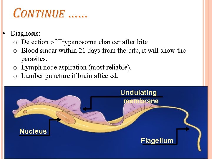 CONTINUE …… • Diagnosis: o Detection of Trypanosoma chancer after bite o Blood smear