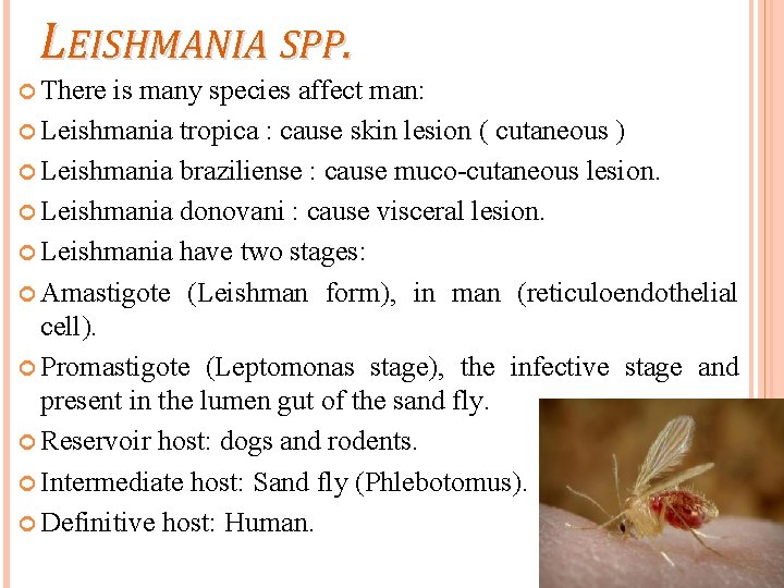 LEISHMANIA SPP. There is many species affect man: Leishmania tropica : cause skin lesion