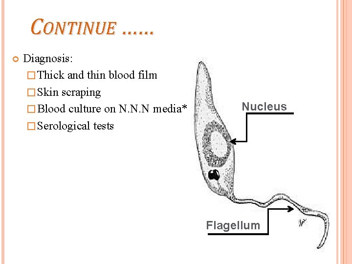 CONTINUE …… Diagnosis: � Thick and thin blood film � Skin scraping � Blood