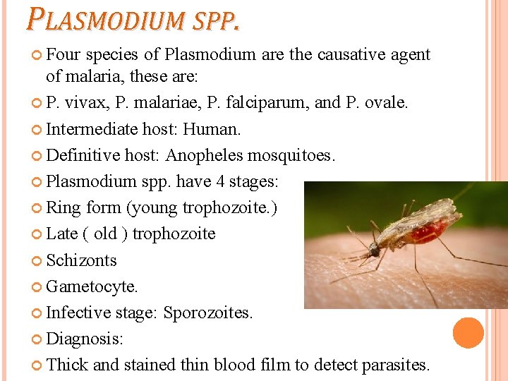 PLASMODIUM SPP. Four species of Plasmodium are the causative agent of malaria, these are: