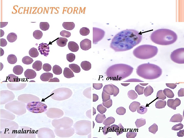 SCHIZONTS FORM P. vivax P. ovale P. malariae P. falciparum 