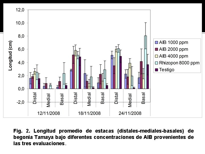 Fig. 2. Longitud promedio de estacas (distales-mediales-basales) de begonia Tamaya bajo diferentes concentraciones de