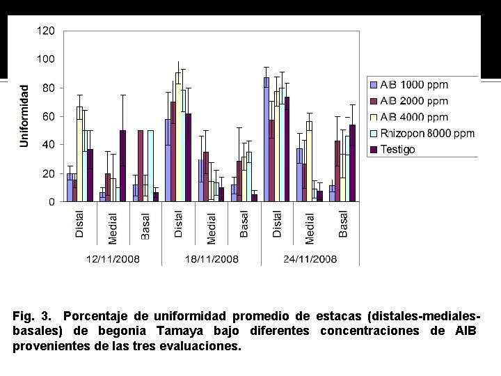 Fig. 3. Porcentaje de uniformidad promedio de estacas (distales-medialesbasales) de begonia Tamaya bajo diferentes