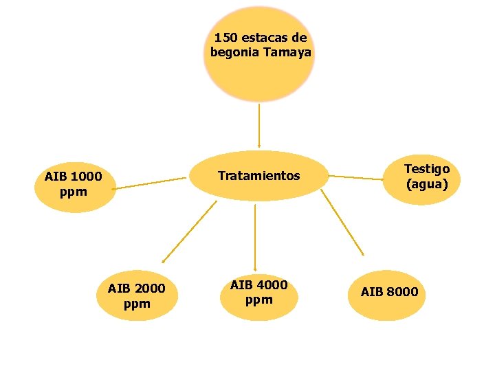 150 estacas de begonia Tamaya Tratamientos AIB 1000 ppm AIB 2000 ppm AIB 4000