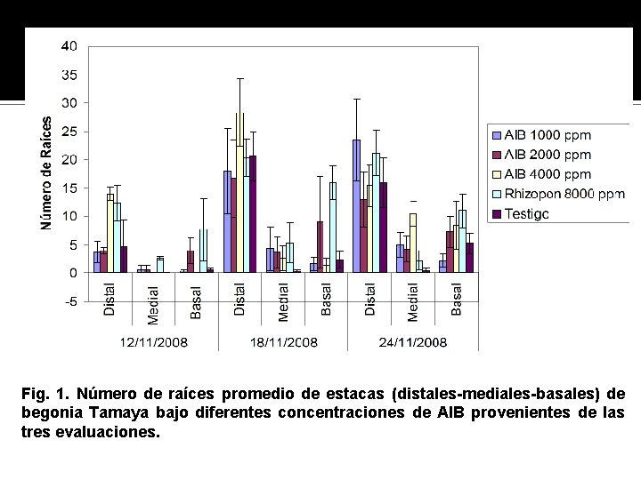 Fig. 1. Número de raíces promedio de estacas (distales-mediales-basales) de begonia Tamaya bajo diferentes