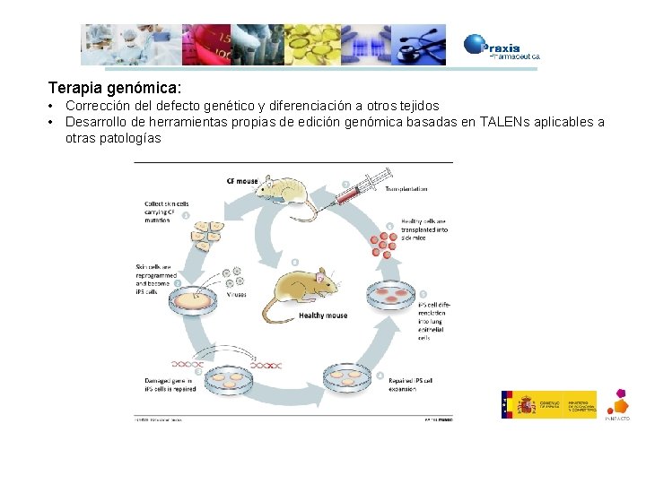 Terapia genómica: • Corrección del defecto genético y diferenciación a otros tejidos • Desarrollo