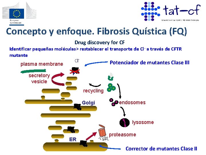 Concepto y enfoque. Fibrosis Quística (FQ) Drug discovery for CF Identificar pequeñas moléculas> restablecer