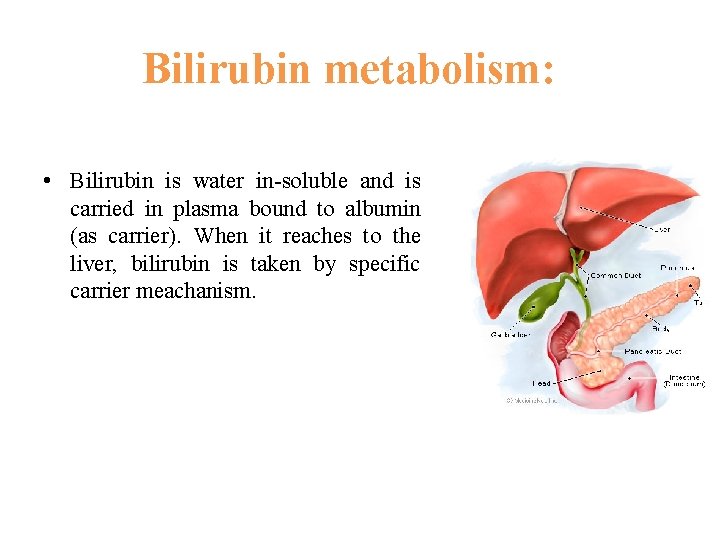 Bilirubin metabolism: • Bilirubin is water in-soluble and is carried in plasma bound to