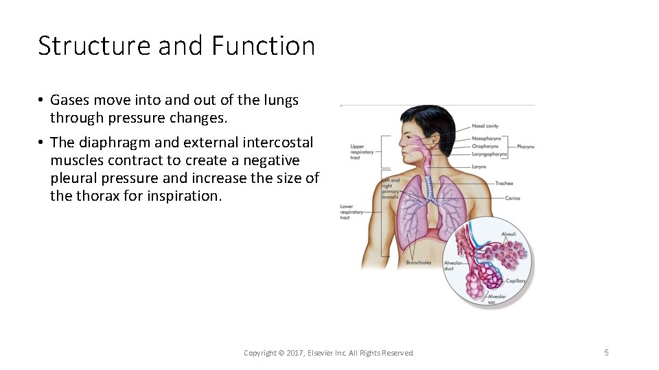 Structure and Function • Gases move into and out of the lungs through pressure