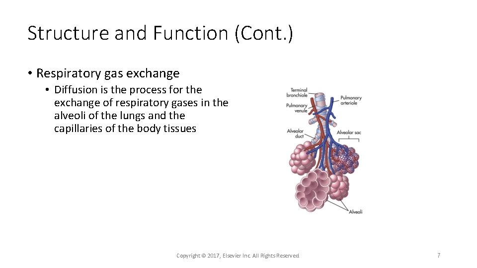 Structure and Function (Cont. ) • Respiratory gas exchange • Diffusion is the process