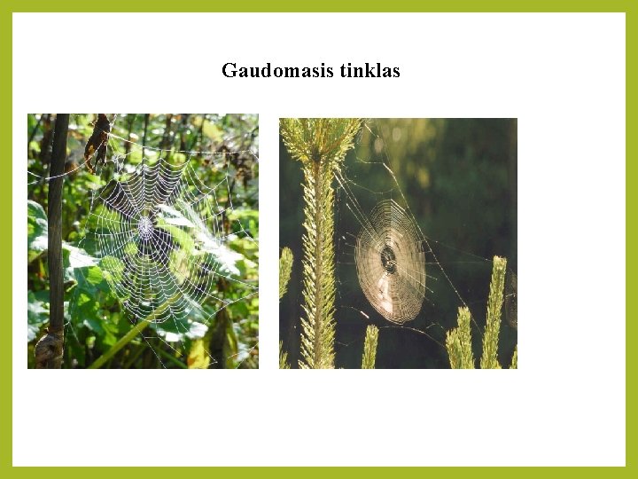 Gaudomasis tinklas 