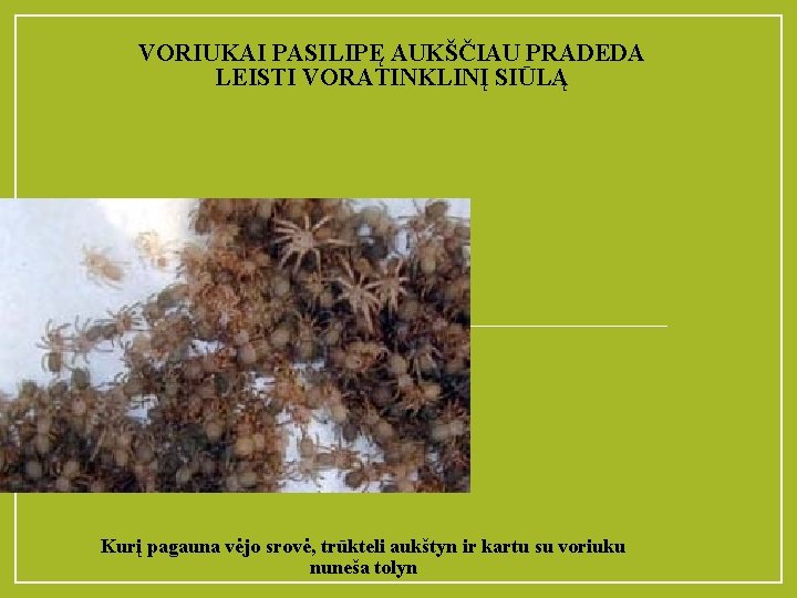 VORIUKAI PASILIPĘ AUKŠČIAU PRADEDA LEISTI VORATINKLINĮ SIŪLĄ Kurį pagauna vėjo srovė, trūkteli aukštyn ir