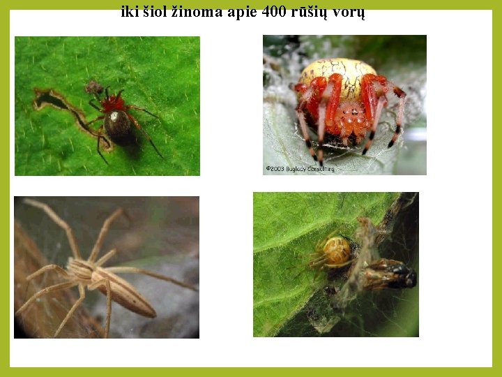 iki šiol žinoma apie 400 rūšių vorų 