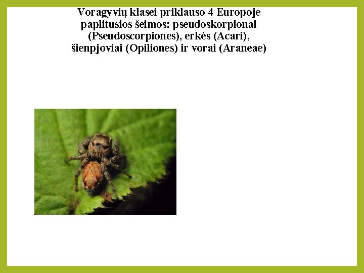 Voragyvių klasei priklauso 4 Europoje paplitusios šeimos: pseudoskorpionai (Pseudoscorpiones), erkės (Acari), šienpjoviai (Opiliones) ir