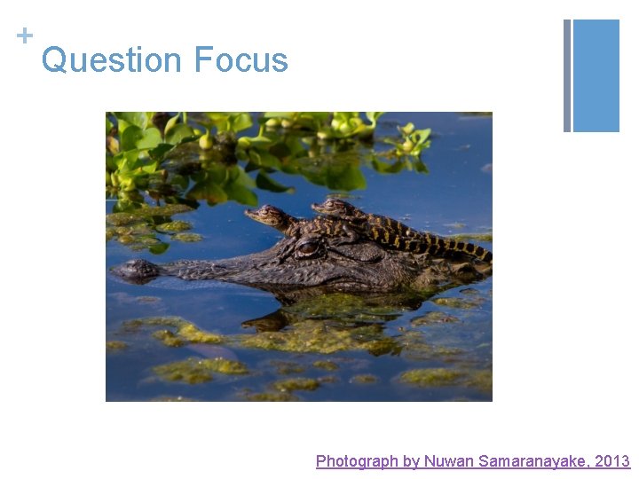 + Question Focus Photograph by Nuwan Samaranayake, 2013 