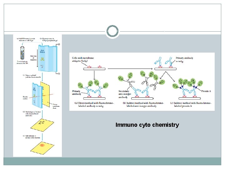 Immuno cyto chemistry 