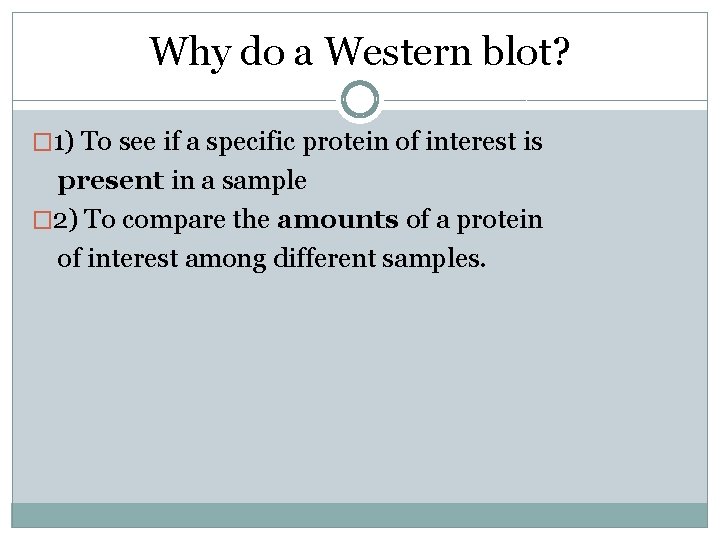 Why do a Western blot? � 1) To see if a specific protein of