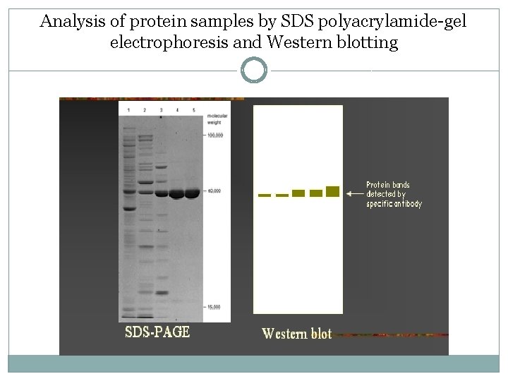 Analysis of protein samples by SDS polyacrylamide-gel electrophoresis and Western blotting 