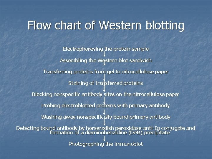 Flow chart of Western blotting Electrophoresing the protein sample Assembling the Western blot sandwich