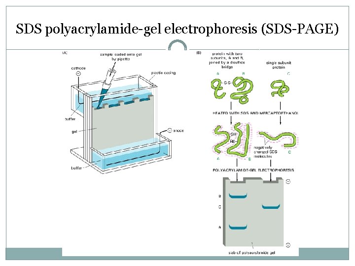 SDS polyacrylamide-gel electrophoresis (SDS-PAGE) 