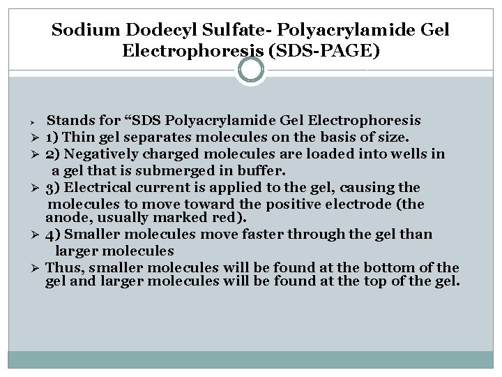 Sodium Dodecyl Sulfate- Polyacrylamide Gel Electrophoresis (SDS-PAGE) Ø Ø Ø Stands for “SDS Polyacrylamide