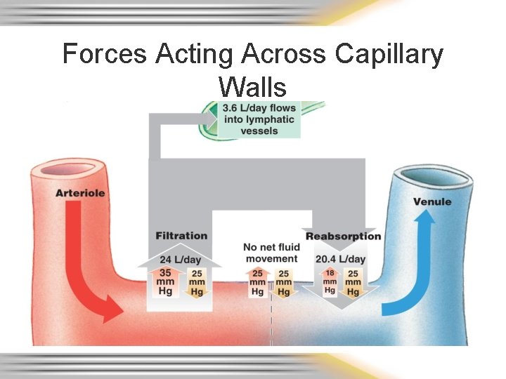 Forces Acting Across Capillary Walls 