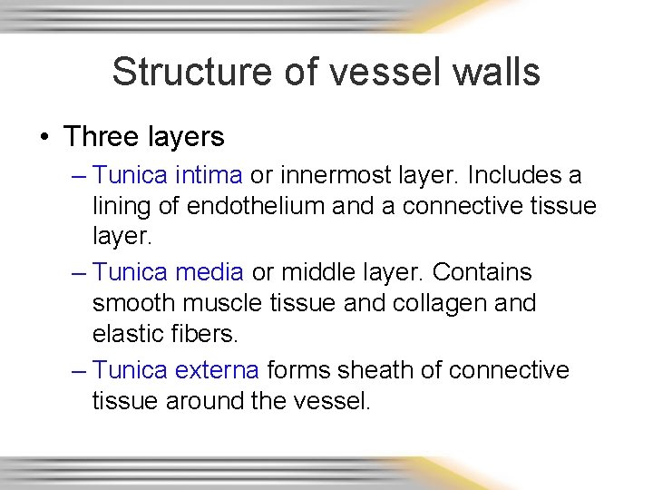 Structure of vessel walls • Three layers – Tunica intima or innermost layer. Includes