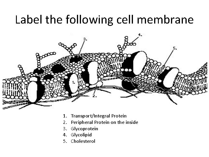 Label the following cell membrane 1. 2. 3. 4. 5. Transport/Integral Protein Peripheral Protein