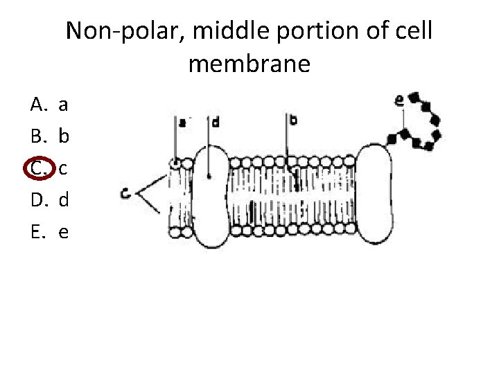 Non-polar, middle portion of cell membrane A. B. C. D. E. a b c