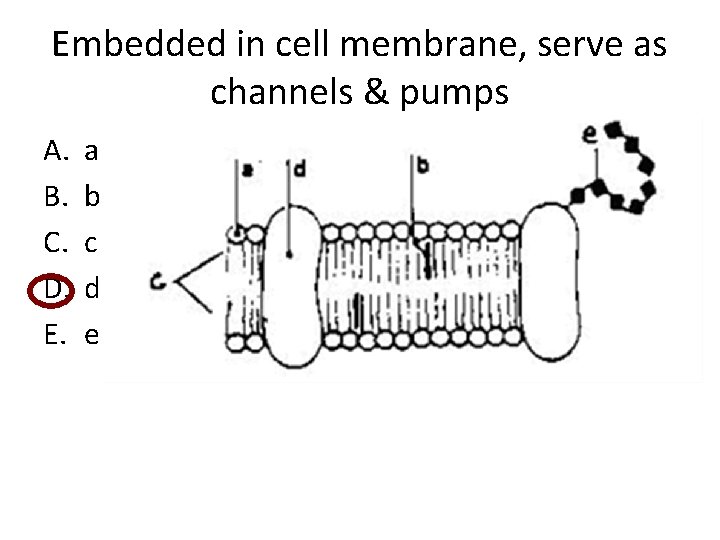 Embedded in cell membrane, serve as channels & pumps A. B. C. D. E.