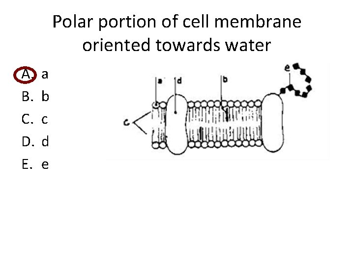 Polar portion of cell membrane oriented towards water A. B. C. D. E. a