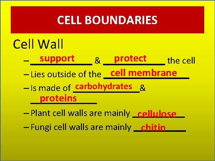CELL BOUNDARIES Cell Wall protect support – _______ & _______ the cell membrane –