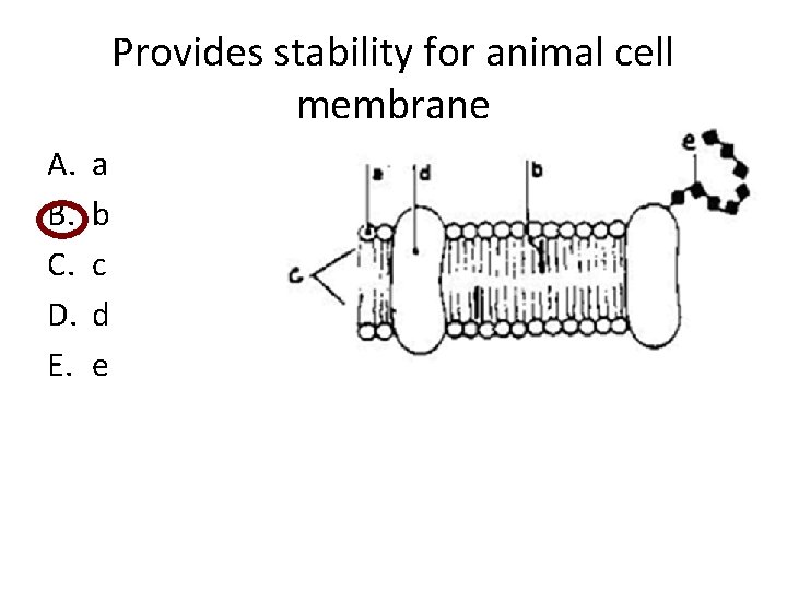 Provides stability for animal cell membrane A. B. C. D. E. a b c