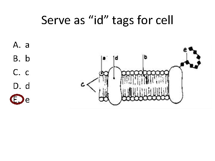 Serve as “id” tags for cell A. B. C. D. E. a b c