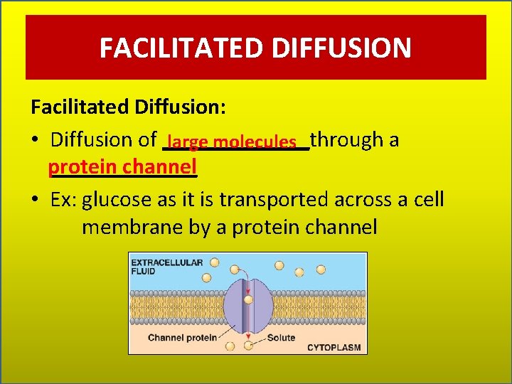 FACILITATED DIFFUSION Facilitated Diffusion: • Diffusion of _______through a large molecules protein channel _______