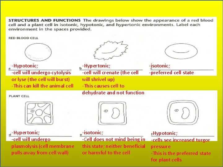 -Hypotonic; -cell will undergo cytolysis or lyse (the cell will burst) -This can kill