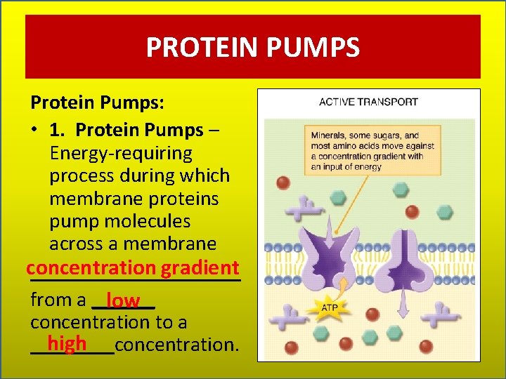 PROTEIN PUMPS Protein Pumps: • 1. Protein Pumps – Energy-requiring process during which membrane