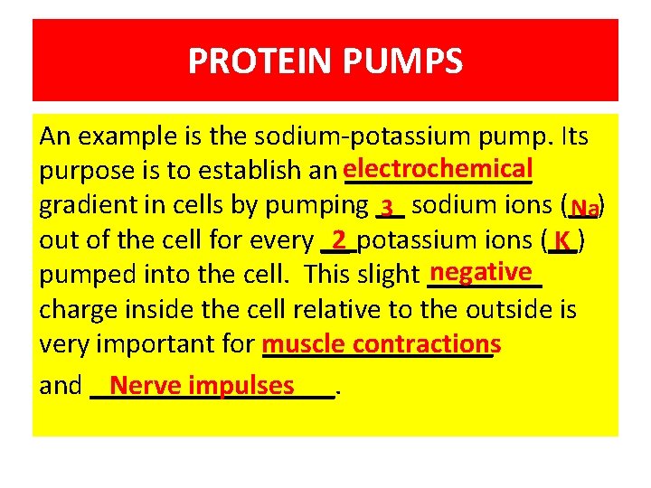 PROTEIN PUMPS An example is the sodium-potassium pump. Its purpose is to establish an