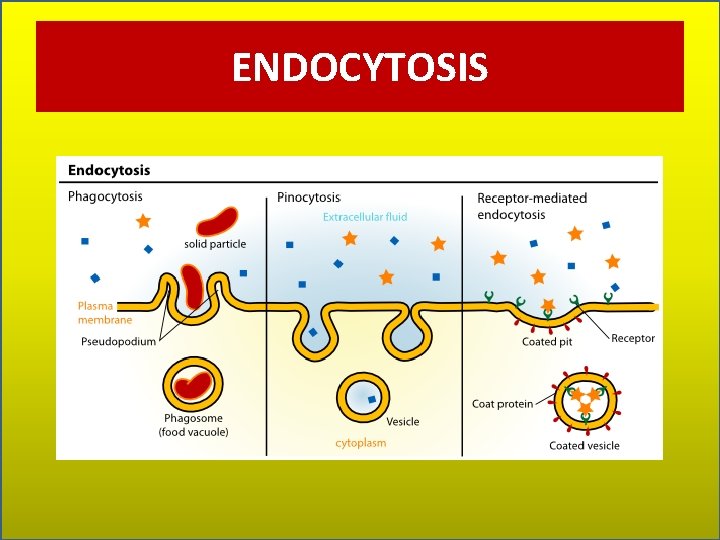 ENDOCYTOSIS 